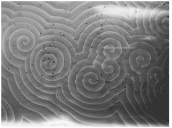 Pattern of reaction products formed in a petri dish by an oscillating chemical - photo 5