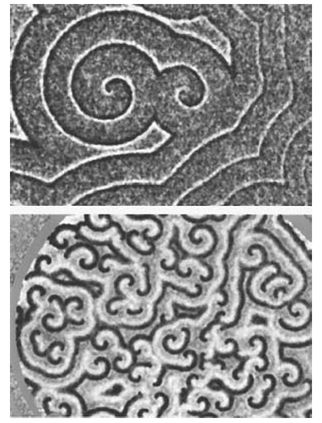 Patterns formed by tens of thousands of the soil-dwelling slime mold amoeba - photo 6