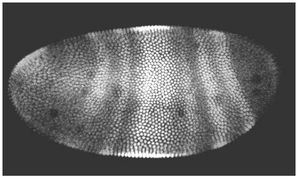 Stripes in the developing larva of a fruit fly Drosophila melanogaster The - photo 8