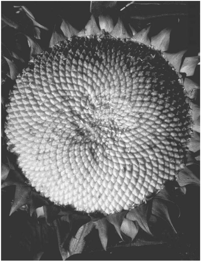 Spiral pattern in a sunflower head an arrangement that allows for of the - photo 10