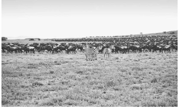 Self-organization in a herd of wildebeest crossing the Serengeti plain ALICE - photo 13