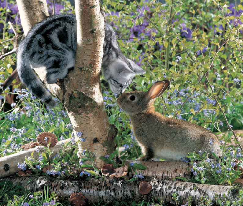 Strange as this may seem cats and pet rabbits can become good friends your cat - photo 3