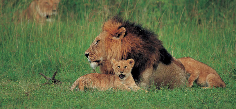 Male lions Panthera leo within a pride can be particularly tolerant of cubs - photo 9