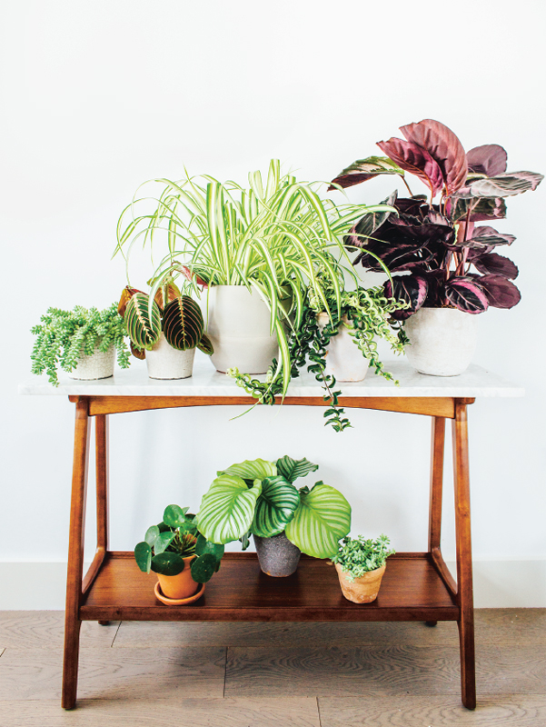 CONTENTS ABOUT GEOFLEUR Hello Im Sophie Lee founder of botanical styling - photo 4