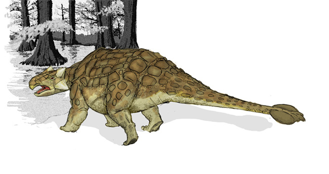 Ankylosaurus General Facts - Part 1 Someone who studies dinosaurs is known as - photo 1