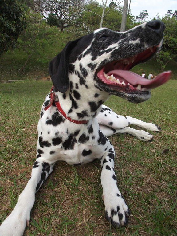 A Dalmatian Dogs in History Images of dogs have been found in Spanish cave - photo 2