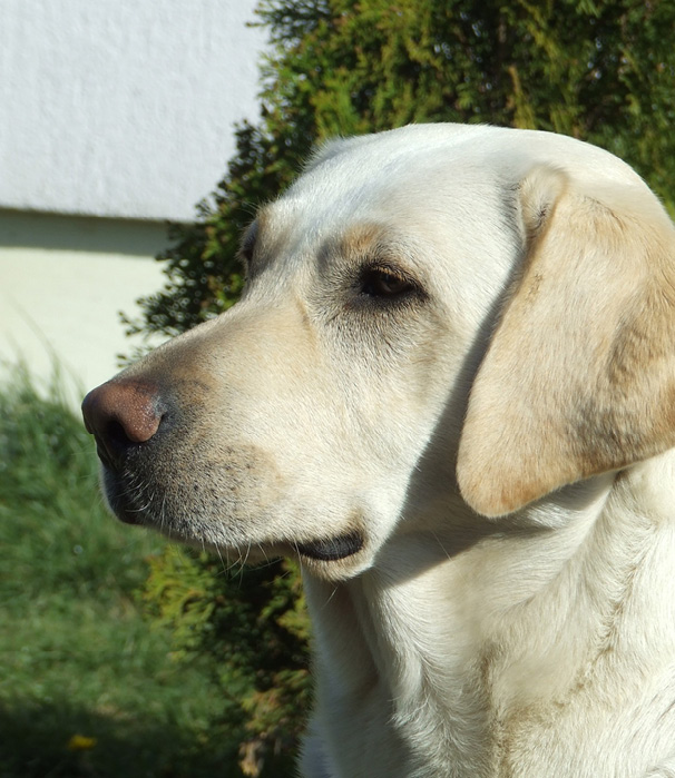 A Labrador Behaviour A dog curls up into a ball when it is sleeping due to an - photo 3