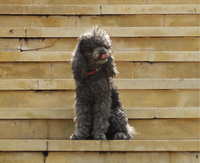 A Poodle Health Dogs only have sweat glands in between their paws whereas - photo 1