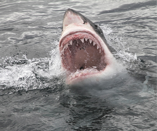 A Great White Shark General Facts Some great white sharks have been observed - photo 1