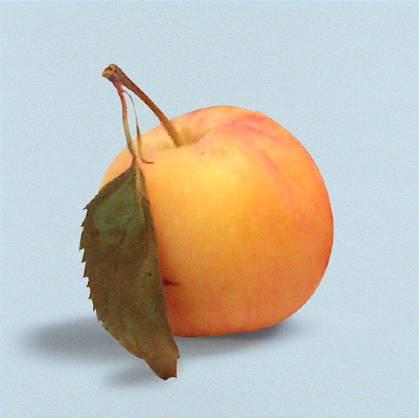 APPLE General Description The apple Malus pumila is a small round fruit - photo 15