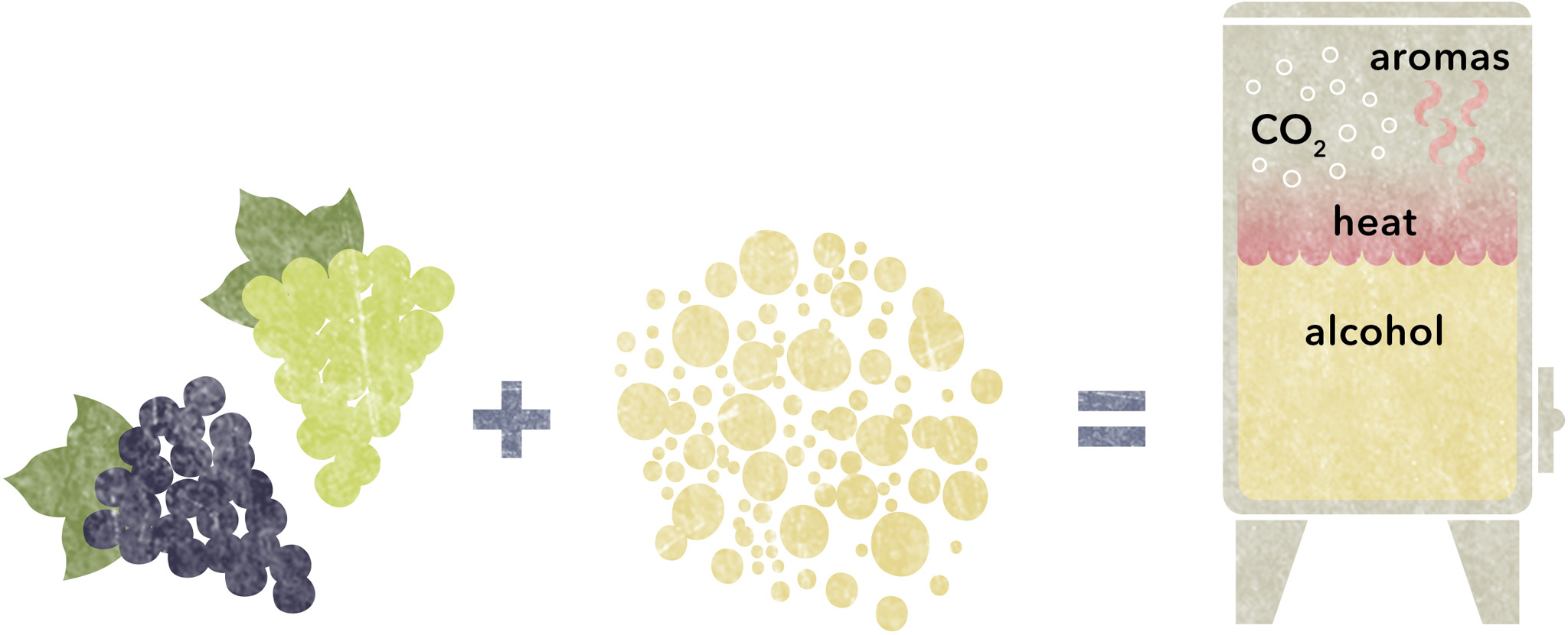 AS THE SUGAR is consumed by the yeast alcohol is produced along with carbon - photo 5