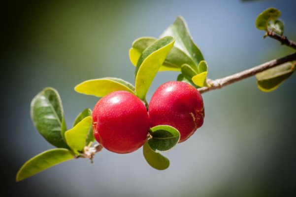 Cherry Chestnut Garlic Lime and Pepper - photo 17