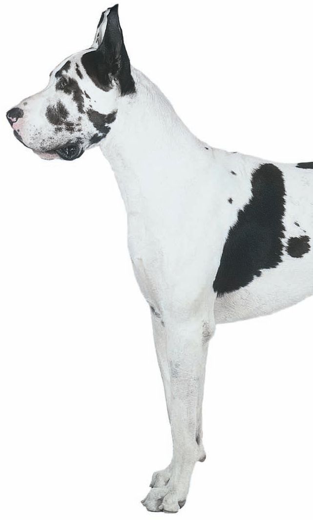 Physical Characteristics of the Great Dane from the American Kennel Club - photo 2