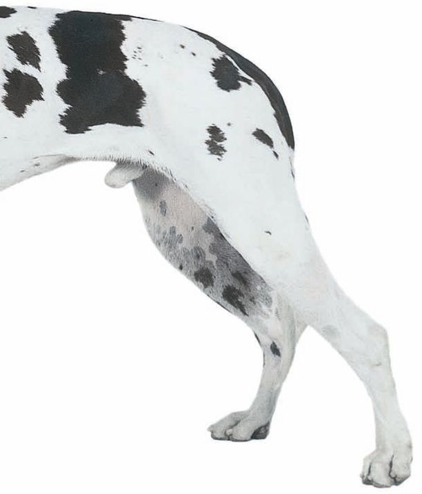 Physical Characteristics of the Great Dane from the American Kennel Club - photo 3