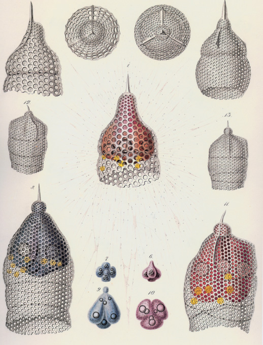 PLATE 1 Radiolaria of the subfamily Eucyrtidium From Haeckel Radiolarien - photo 2