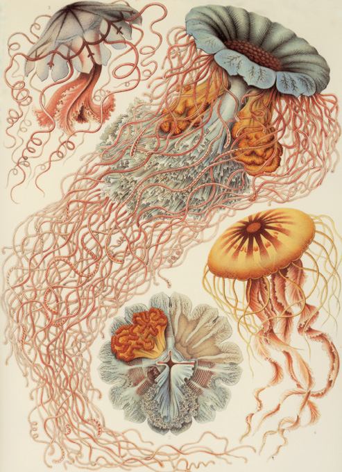 PLATE 5 Discomedusa Desmonema Annasethe From Haeckel System der Medusen - photo 6