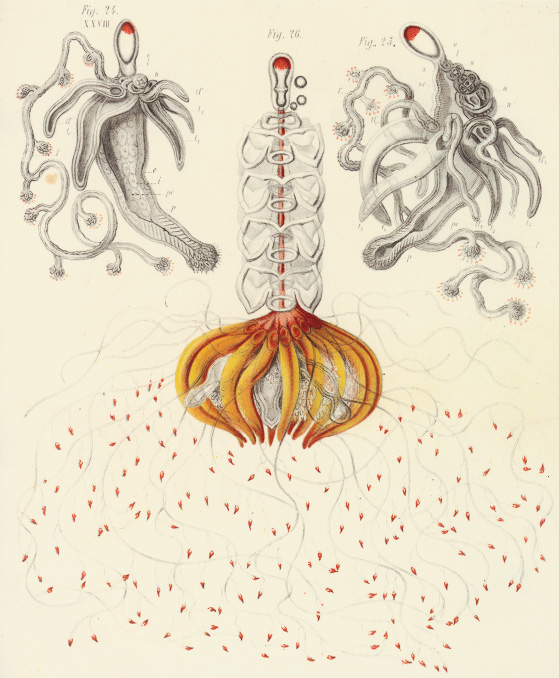 PLATE 6 Physophora magnifica flanked by two larvae at slightly different - photo 7