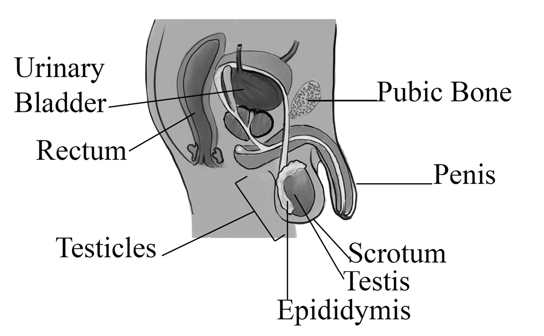 Figure Reproductive system of the male human Notice how the testicles with - photo 3