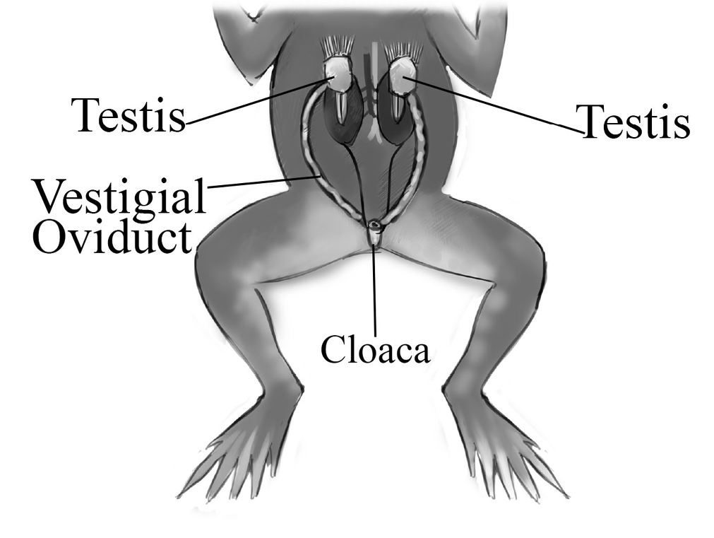 Figure Reproductive system of the male frog Heres a picture of a frogs - photo 4