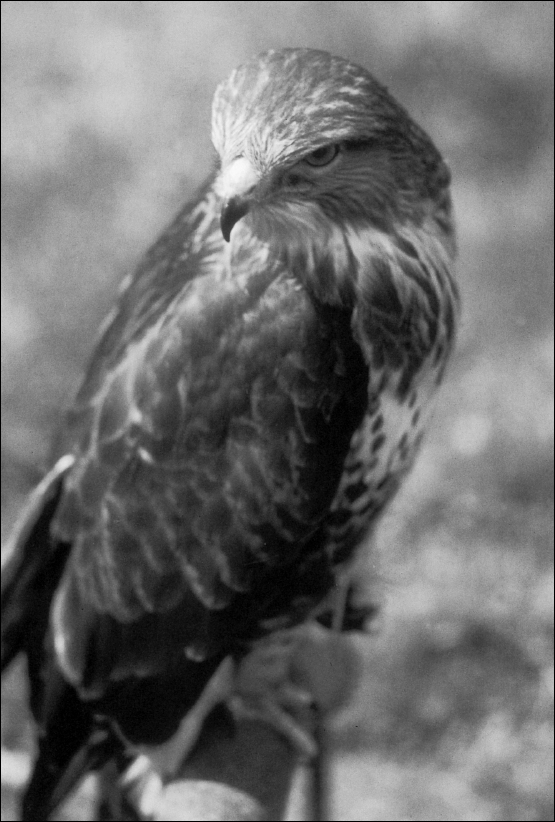 Common or European buzzard Buteo buteo T HROUGHOUT THIS BOOK THE TERM - photo 2