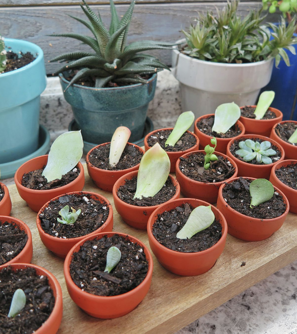 Cured succulent leaf cuttings rooting into mini terra cotta pots Too cute - photo 5