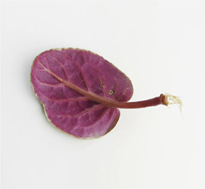 The cells of this African violet leaf petiole can grow new root and shoot - photo 8