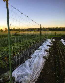 Hartman - Lean farm guide to growing vegetables - in-depth techniques for efficient o