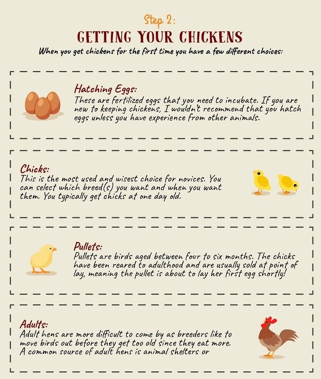 Its time to take the plunge You want chickens and know which breed youd like - photo 3