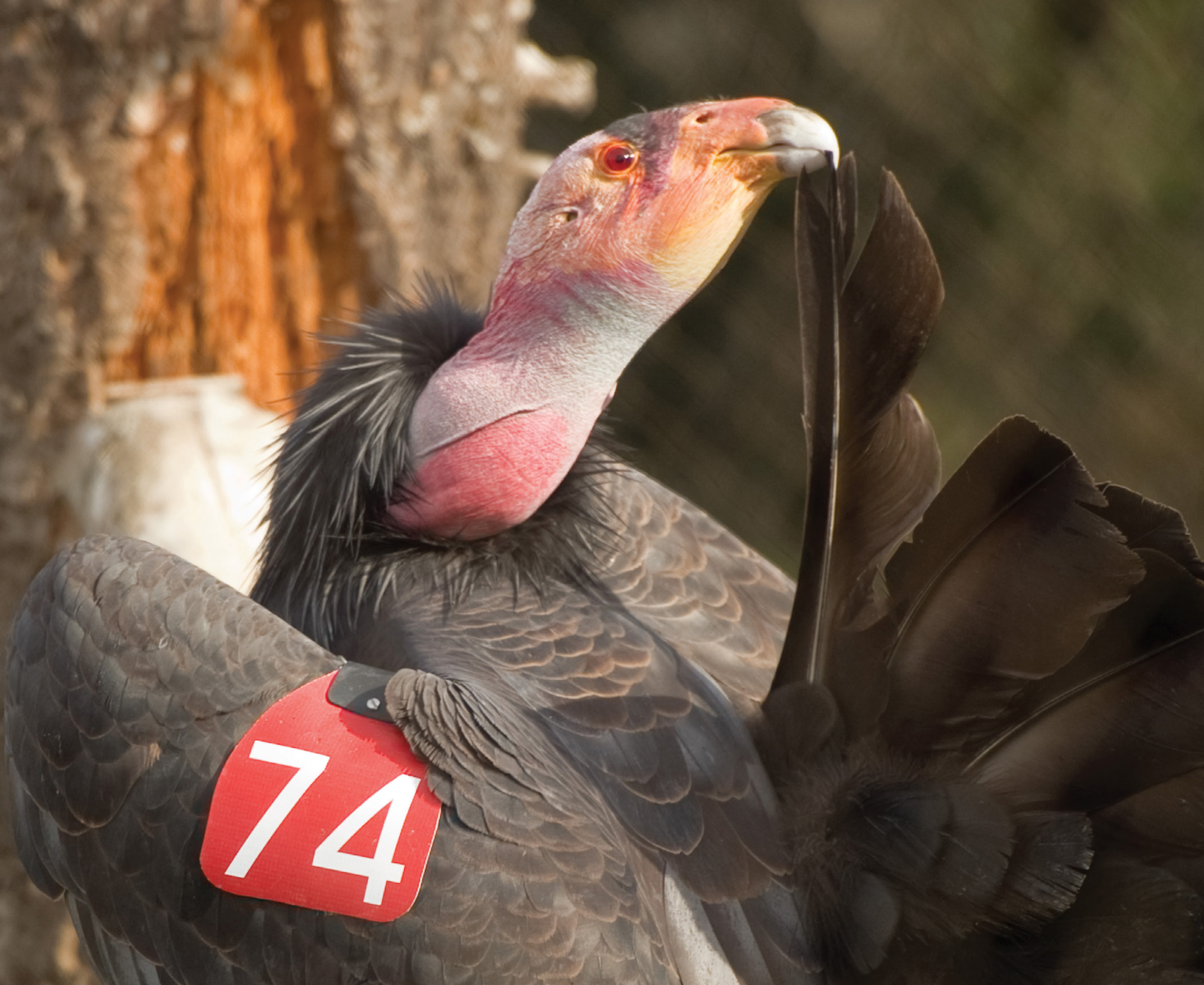 Condor 174 The red color on the tag stands for 100 so the other numbers can be - photo 4