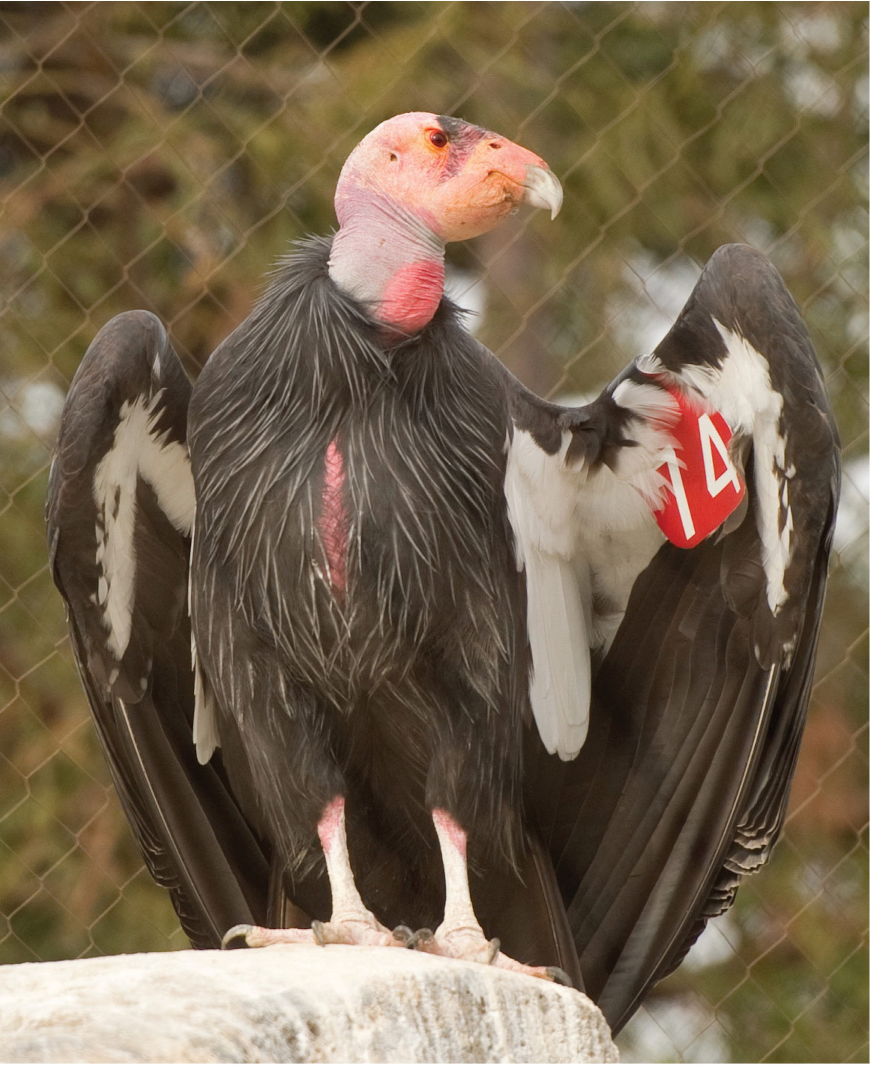 And thats Condor 174s job too Born March 4 1998 at the San Diego Zoo Safari - photo 6