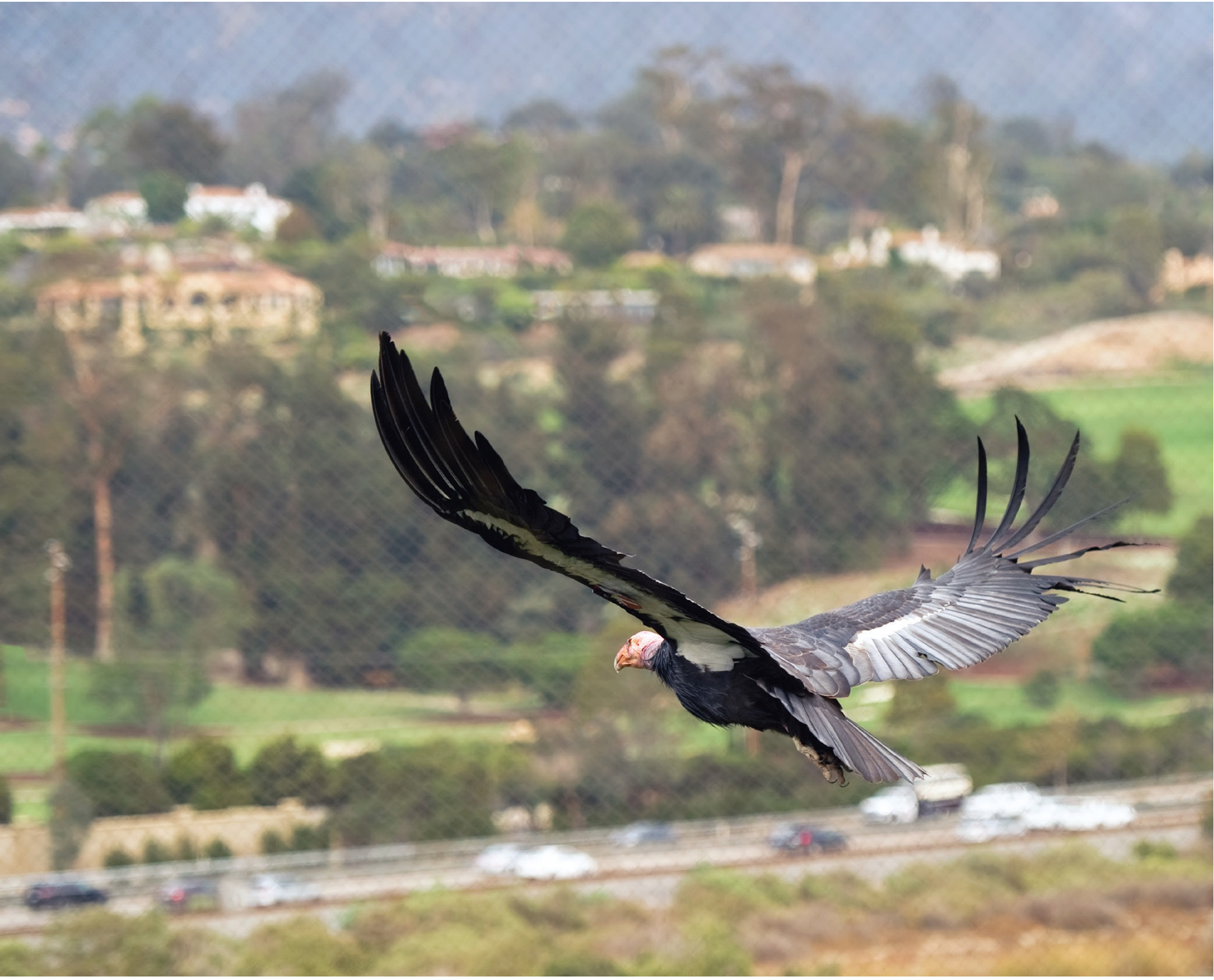 Condor 174 sails across her enclosure at Santa Barbara Zoo Theyre going to get - photo 7