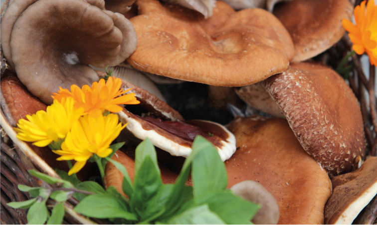 Harvested mushrooms ready to cook and eat Introduction The World of Mushrooms - photo 4