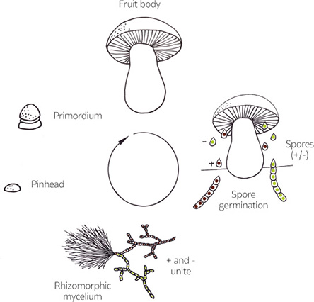 Structure and life cycle An overview of mushroom cultivation The - photo 5