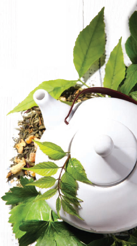 PLANT INDEX TEA Camellia sinensis LEAVES FLOWERS FRUITS ROOTS INTRODUCTION - photo 5
