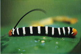 This caterpillar of a hawk moth Pseudosphinx tetrio is an example of Batesian - photo 6