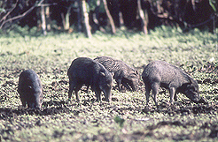 White-lipped peccary Tayassu pecari move in large packs scouring the forest - photo 9