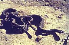 Most of Amazonias hundreds of species of snake are harmless to man but not - photo 8