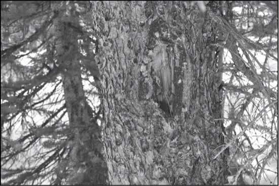 A blazed tree marking a trail in the Skoki Lodge area Finding ones way by - photo 4