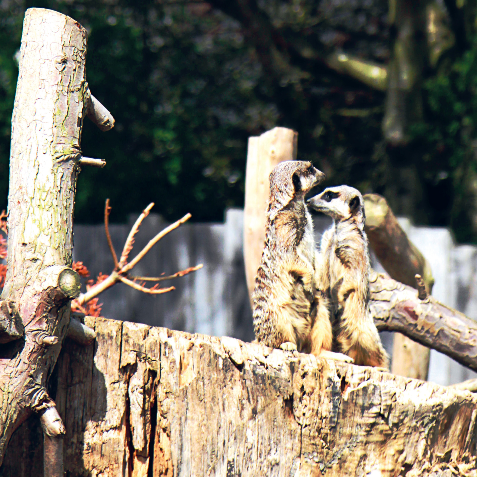 Lee Valley Farm WHERE THE WILD THINGS ARE The population of the capital is - photo 6