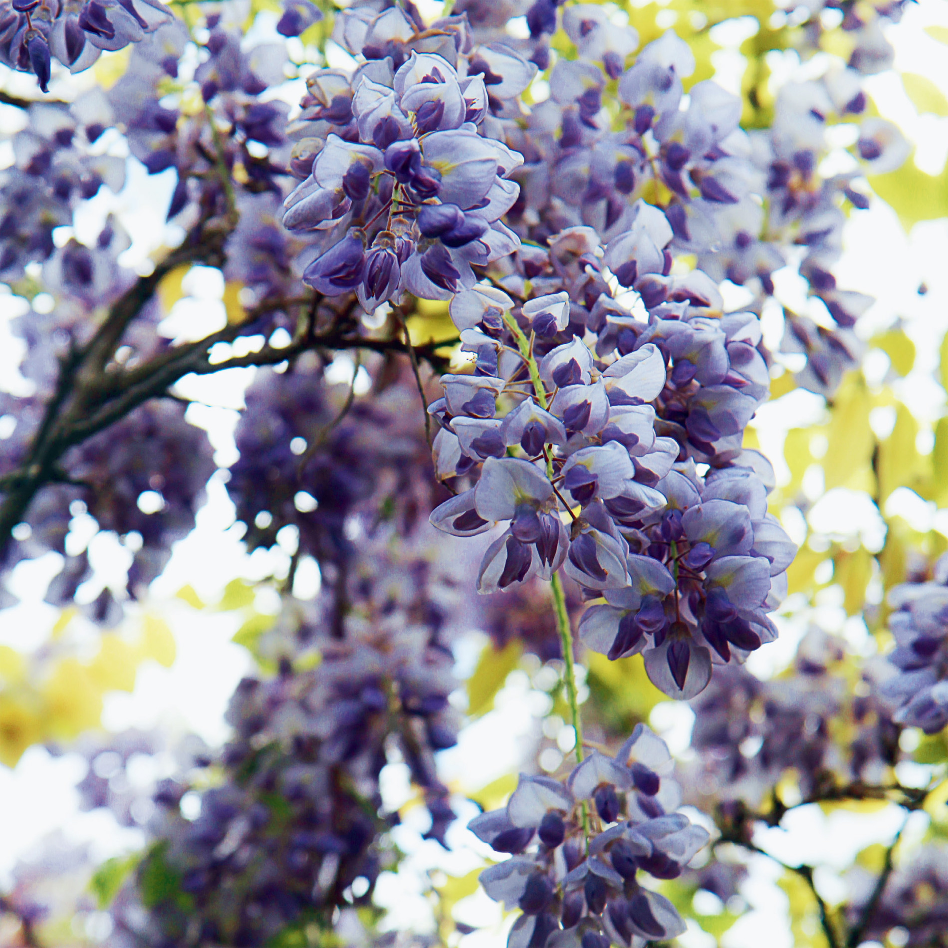 Wisteria at The Geffrye MuseumSt Dunstan-in-the-EastLee Valley Farm WHERE THE - photo 4