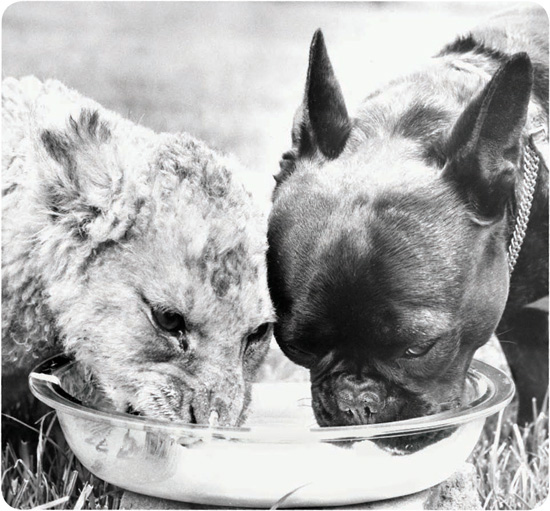 A lion cub and a French bulldog share a drink together at Twycross Zoo in the - photo 3