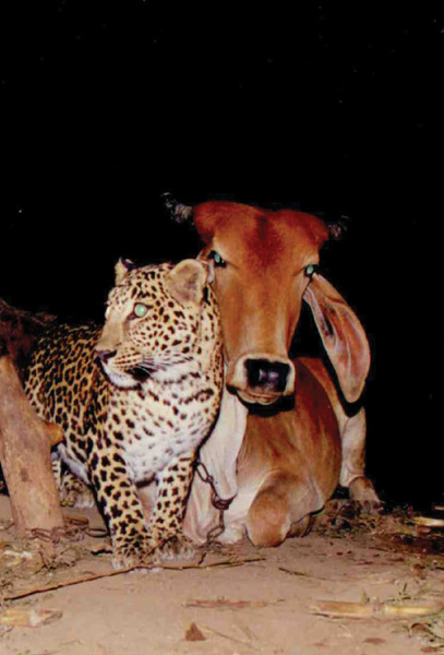 In India the cow is considered a sacred animal It is a symbol of life because - photo 4