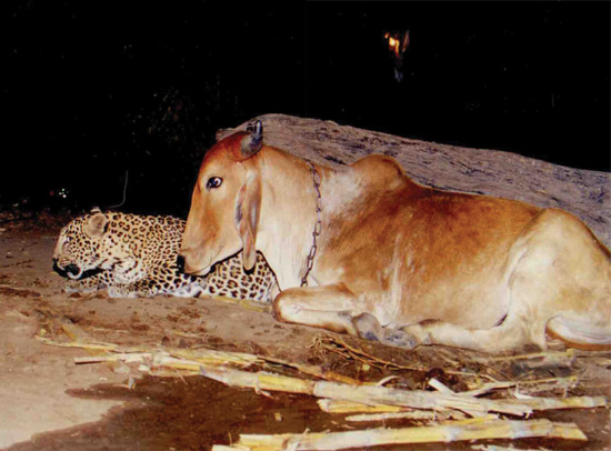 A leopard cuddling with a cow How could that be But it was true Not only did - photo 6