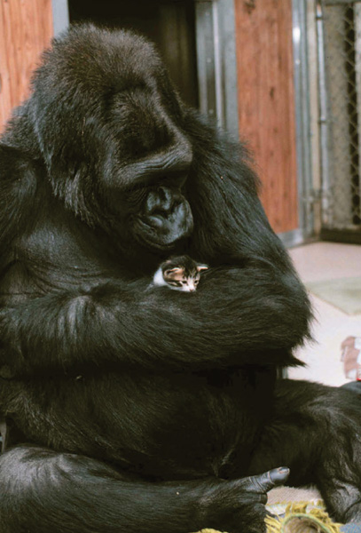 This is one of the most famous examples of an unlikely animal friendship of all - photo 7