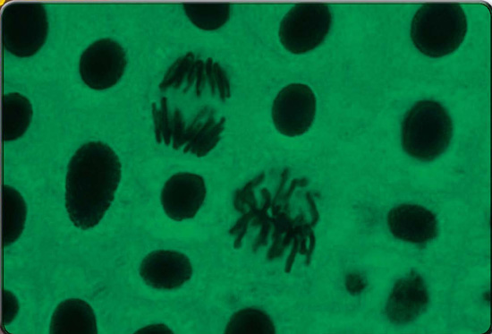 Cells reproduce through a process of division called mitosis Paul - photo 8