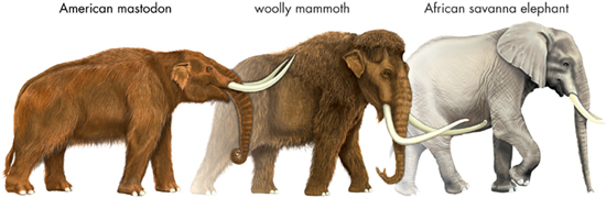 Mastodons and woolly mammoths were hunted by some Paleo-Indians These animals - photo 3