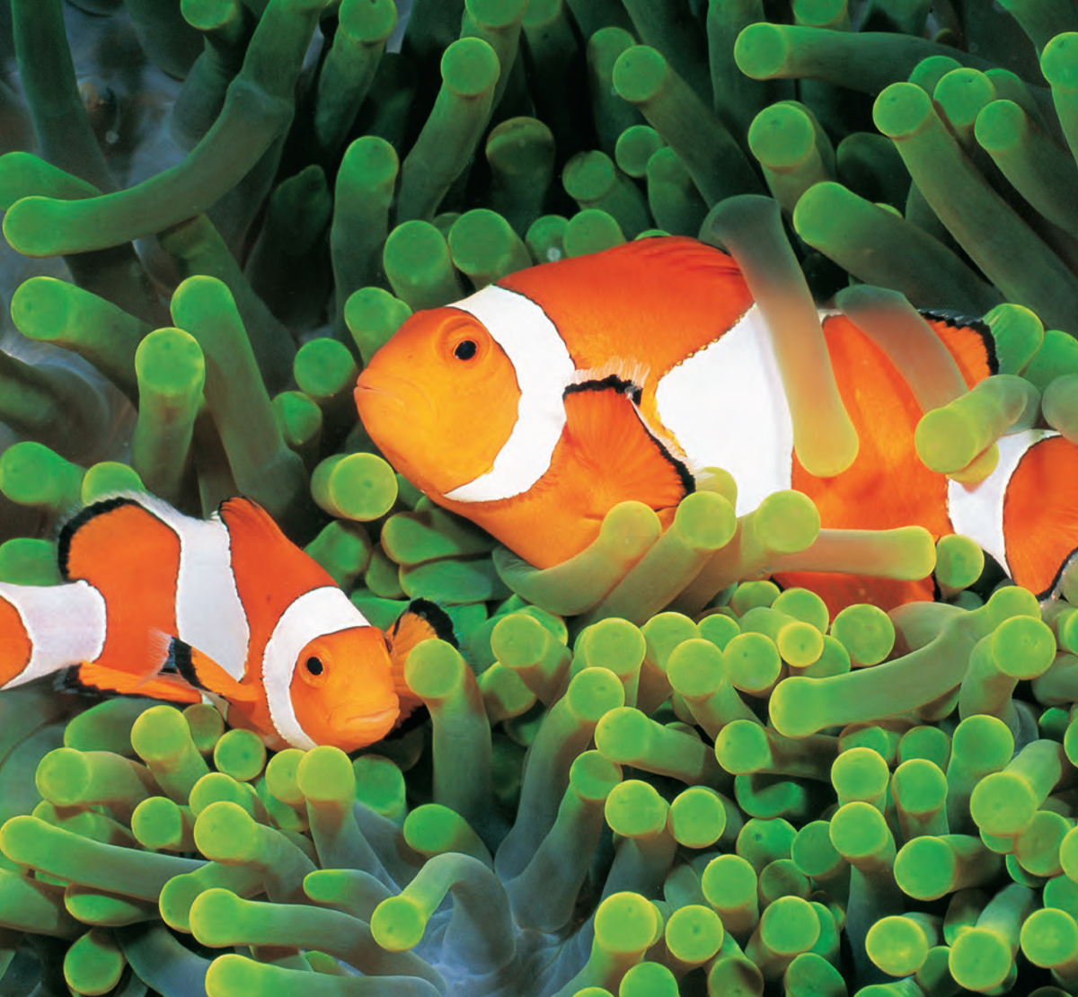 A pair of Clown Anemonefish Amphiprion percula among the tentacles of their - photo 4