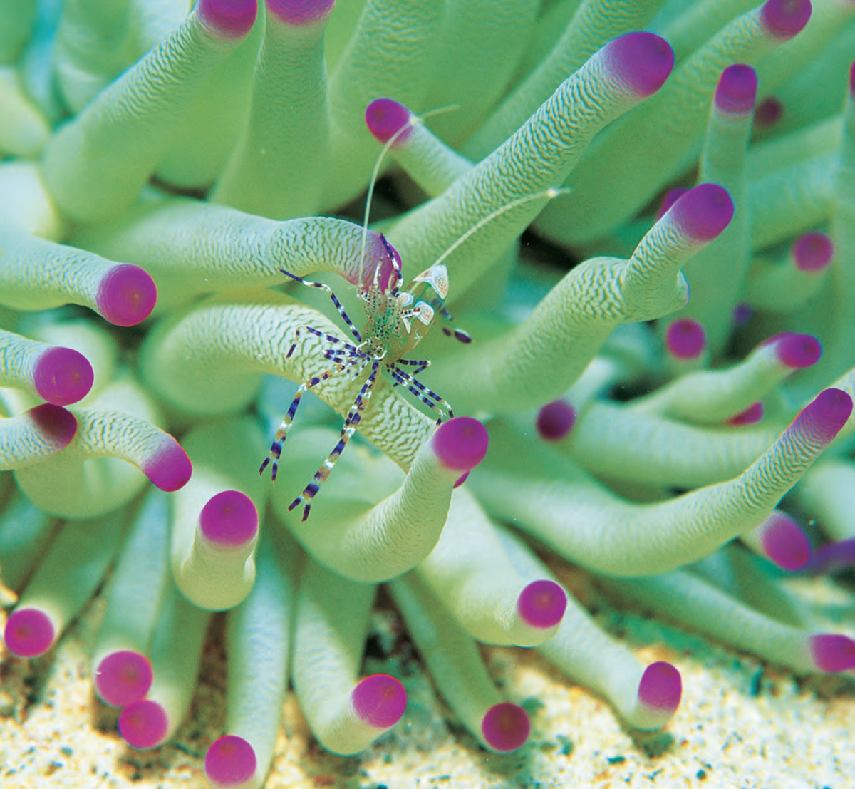 Cleaner shrimp on anemone Caribbean Published 2016IMM Lifestyle Books - photo 5