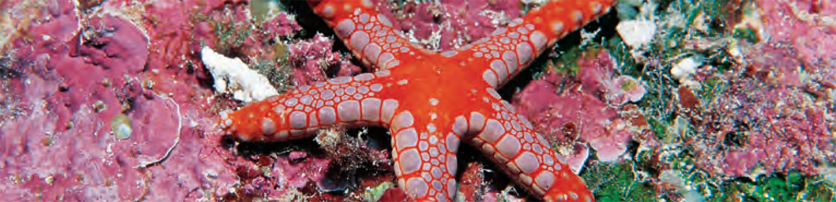 The Red-tipped Sea Star Fromia monilis is one of the commonest species of - photo 8