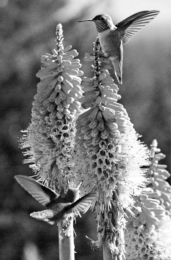 Rufous Hummingbirds of the Cascade Mountains of southern Oregon fight over Red - photo 4